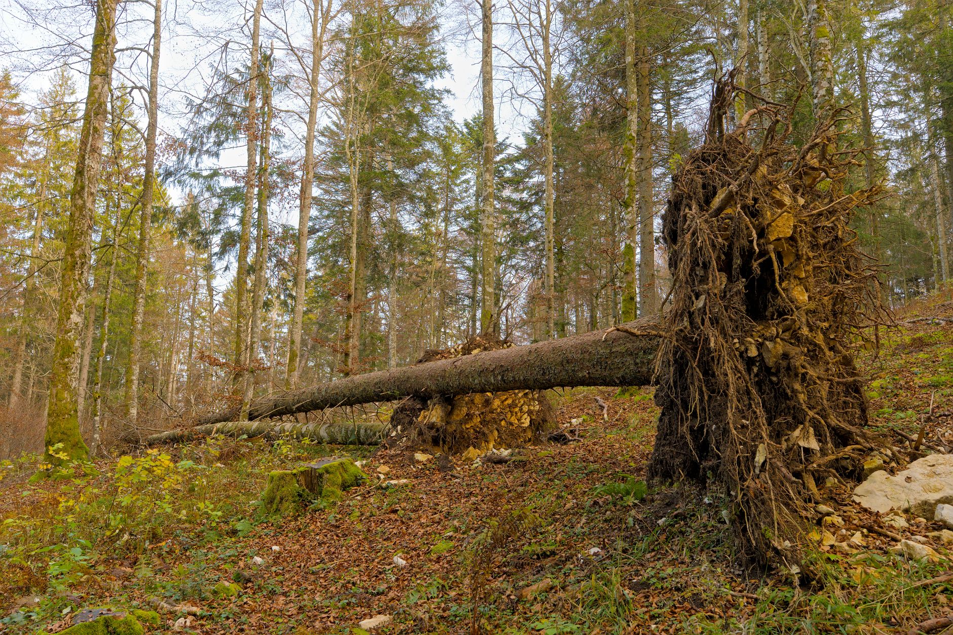 Enlèvement arbre urgence Meuse
